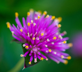Fototapeta premium Flower