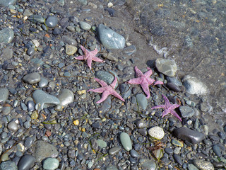 pink starfish on stony beach in Alaska