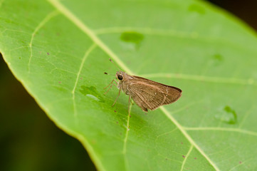 Small Branded Swift butterfly on a green leaf