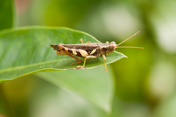 Rufous-legged Grasshopper (Xenocatantops humilis) on leaf