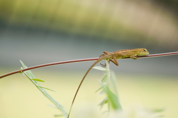 Changeable lizard (Calotes versicolor)