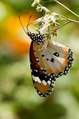 Plain Tiger Butterfly