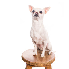 perro chihuahua