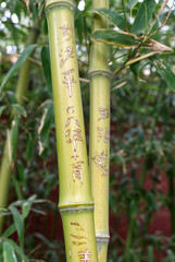 Obraz premium green textural bamboo stalks close up against the background of bamboo foliage in a Jingshan Park, Beijing China