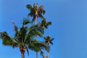 Fototapeta na wymiar Tropical palm trees against a clean blue sky on a sunny day. there is space for text