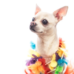perro chihuahua
