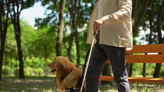 Blind pensioner standing up from bench, holding guide dog to walk safely in park
