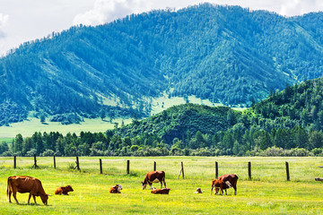 Fototapeta na wymiar Cows in mountain meadows. Altai Republic, South Siberia, Russia