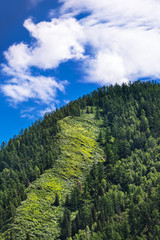 Altai mountain landscape with taiga. Altai Republic, South Siberia, Russia