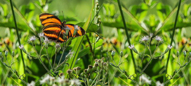 butterfly on flower