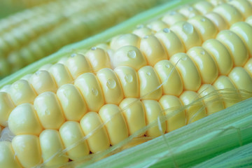 Natural background with corn cob close-up.