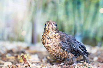 A young bird thrush in the forest on the ground looks at the sky.