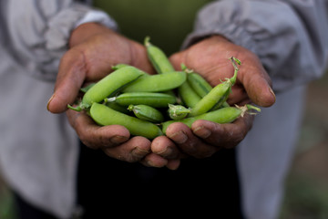 Old Hands Giving Some Beans