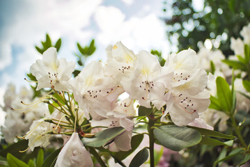 Rhododendron Blüte 