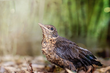 The blackbird chick walks in the garden
