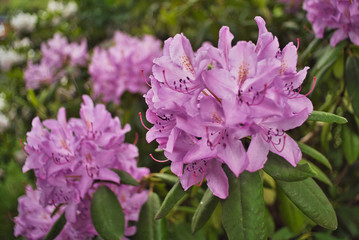 Rhododendron Blüte 