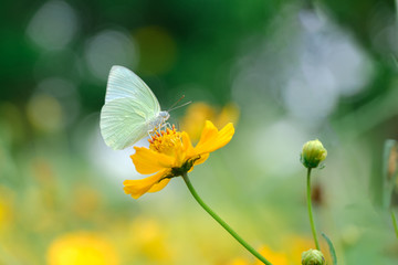 Butterfly pollinating on flower in park and outdoor