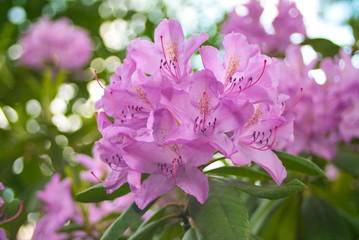 Rhododendron Blüte 