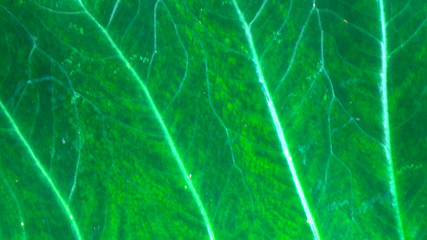 Alocasia odora foliage  Exotic tropical leaf, isolated on white background  