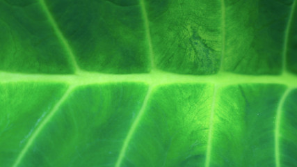 Alocasia odora foliage  Exotic tropical leaf, isolated on white background  