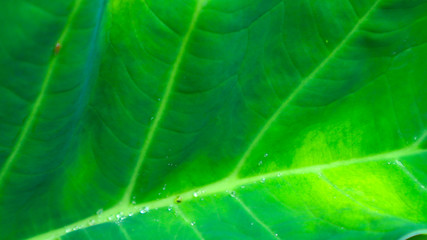 Alocasia odora foliage  Exotic tropical leaf, isolated on white background  