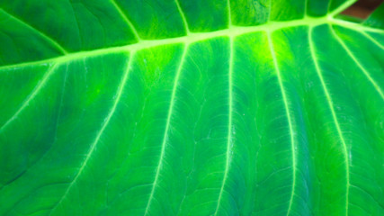 Alocasia odora foliage  Exotic tropical leaf, isolated on white background  