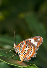 Fototapeta na wymiar An Orange Lacewing butterfly(Cethosia penthesilea) resting on a glossy green leaf, with a blurred dark-green background; taken in profile - highlighting the beautiful underside of it's wing.
