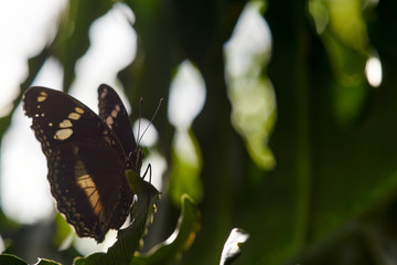 The underside of a female Great Eggfly(Hypolimnas bolina) butterfly, backlit as it rests on green foliage in part-shade; taken in macro with copy space on the right side of the image.