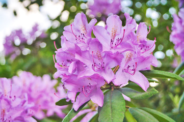 Rhododendron Blüte 
