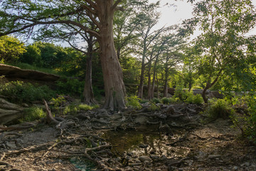 Fototapeta na wymiar Large trees and roots at McKinney Falls State Park, Austin, Texas 