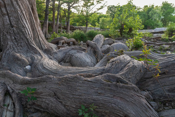 Large tree and roots at McKinney Falls State Park, Austin, Texas 