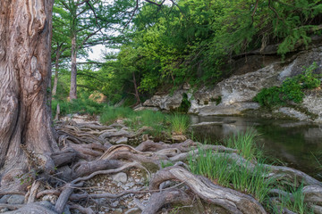 Large tree and roots at McKinney Falls State Park, Austin, Texas 