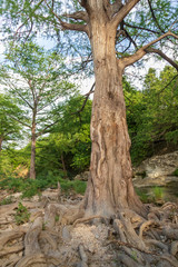 Fototapeta na wymiar Large tree and roots at McKinney Falls State Park, Austin, Texas 