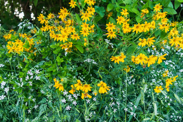Damianita daisy shrub with small white wildflowers