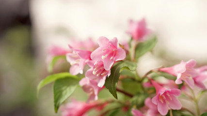 Fototapeta premium Abstract flower background. Flowers made with color filters. Toned image. Space for text