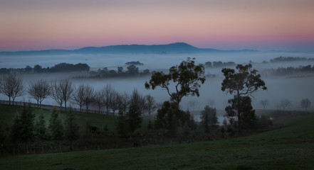 Fototapeta na wymiar Yarra valley mist