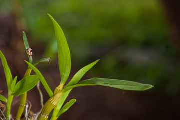insect