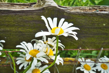 Margeriten 