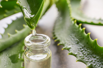 Dripping of aloe juice from fresh leaf into bottle, closeup - obrazy, fototapety, plakaty