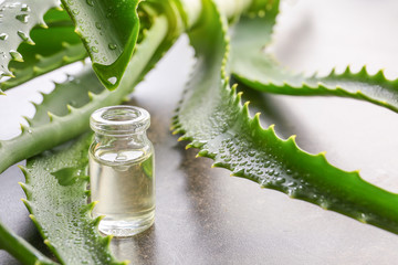 Dripping of aloe juice from fresh leaf into bottle
