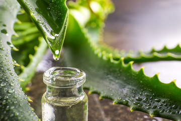 Dripping of aloe juice from fresh leaf into bottle, closeup - obrazy, fototapety, plakaty