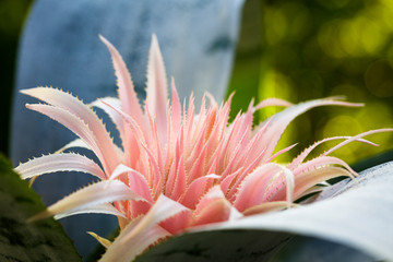 Pink Bromeliad Flower