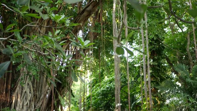 Tropischer Regenwald Videoinhalte In Hd Und 4k Adobe Stock