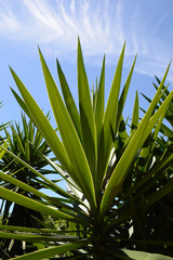 先が尖った植物の葉が密集している