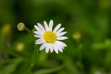 Obraz premium Little white daisy flower with green bokeh