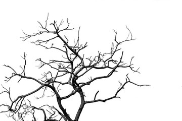 Fototapeta na wymiar Silhouette dead tree and branch isolated on white background. Black branches of tree backdrop. Nature texture background. Tree branch for graphic design and decoration. Art on black and white scene.