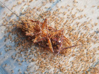 top view Cockroaches die on the ground and have ants to eat as food of it background.