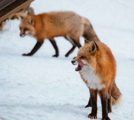 Close-up of head of a red fox, vulpes vulpes in the Zao Mountain, Miyagi, Sendai, Japan. Detail of...