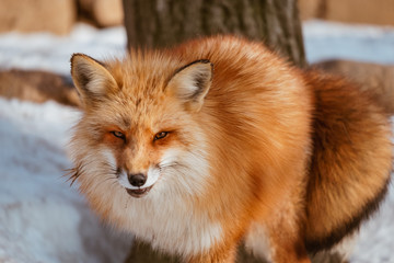 Close-up of head of a red fox, vulpes vulpes in the Zao Mountain, Miyagi, Sendai, Japan. Detail of...