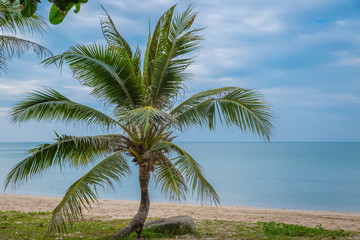 Fototapeta na wymiar Coconut palms on the beach and sky